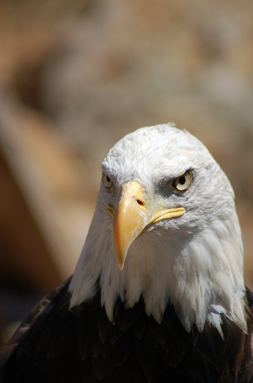 bird beak eagle free photo