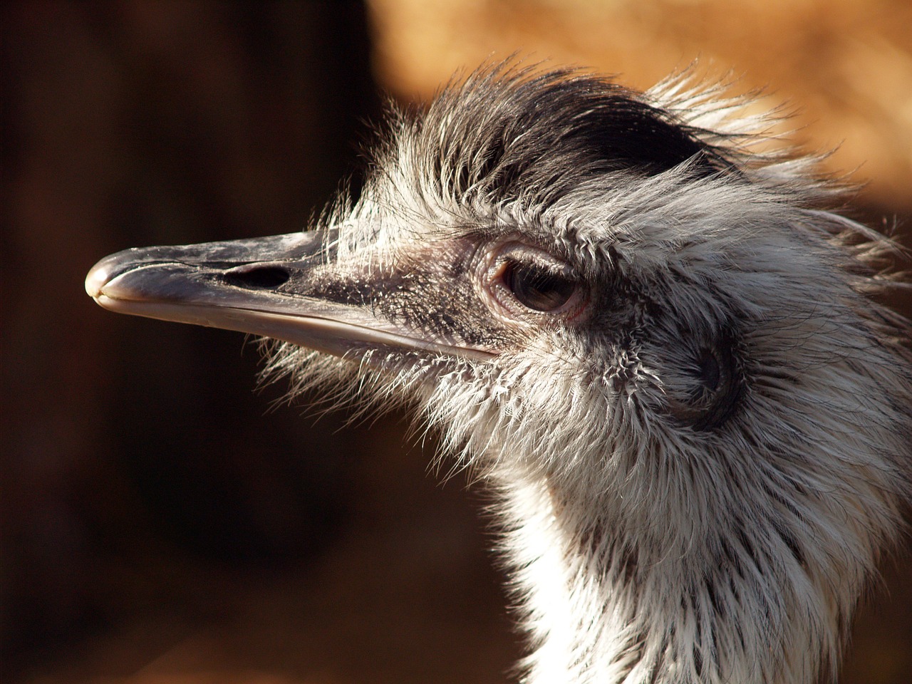 bird animals ostrich free photo