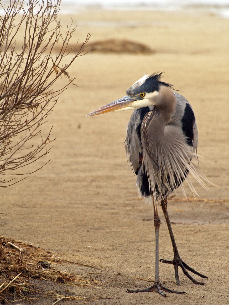 bird animal animal photography free photo