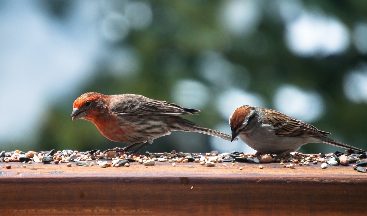 bird finch feeding free photo