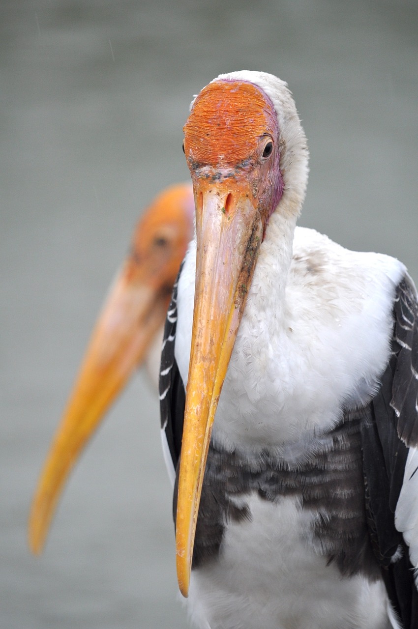 bird animals beak free photo