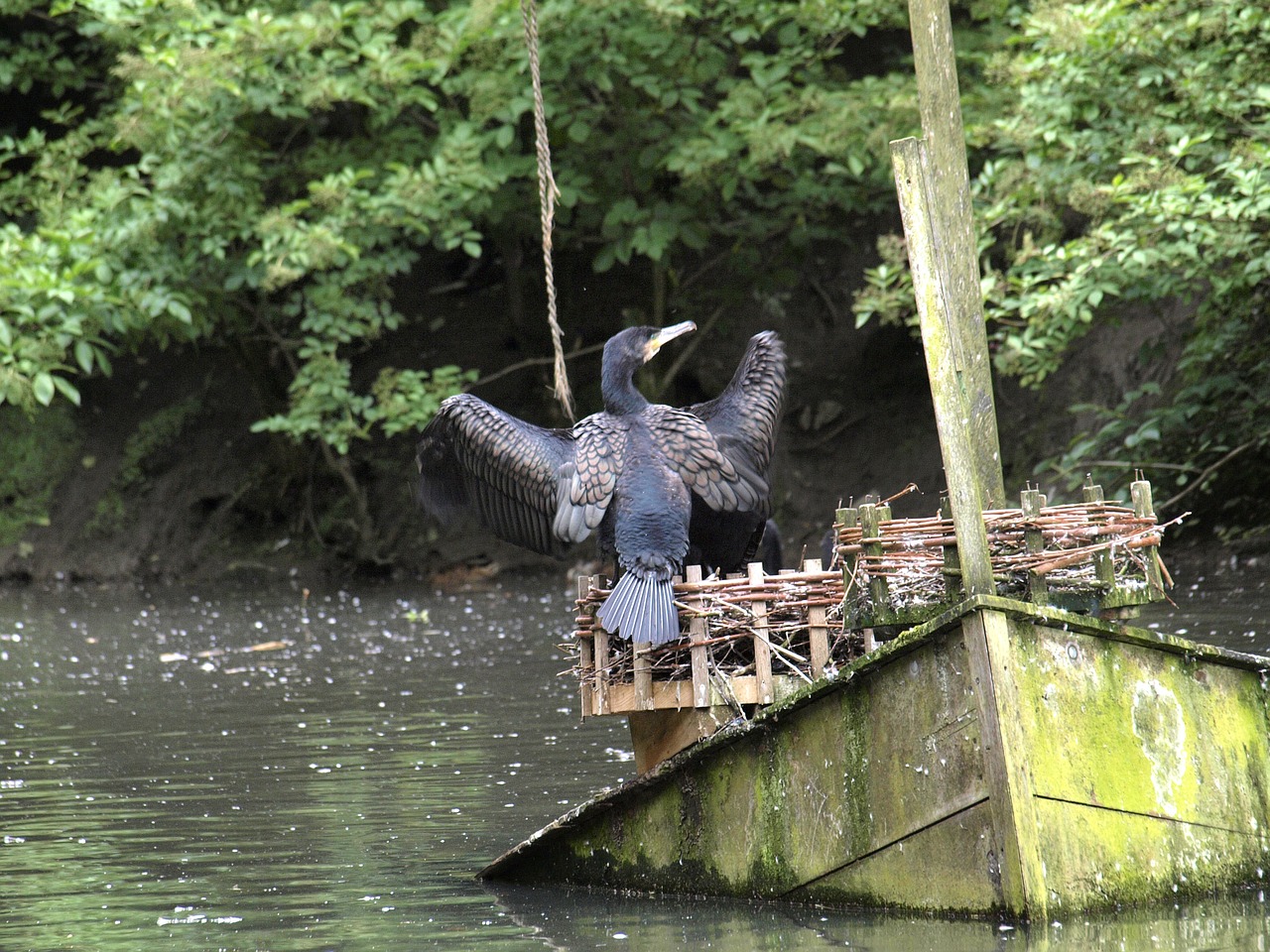 bird water boot free photo