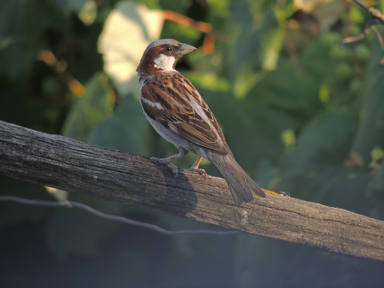 bird animal sparrow free photo