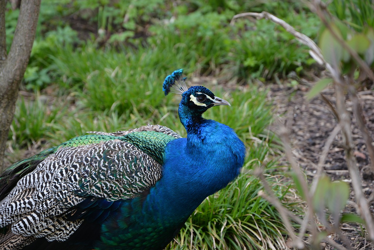 bird blue zoo free photo