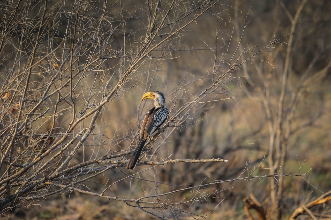 bird nature wildlife free photo