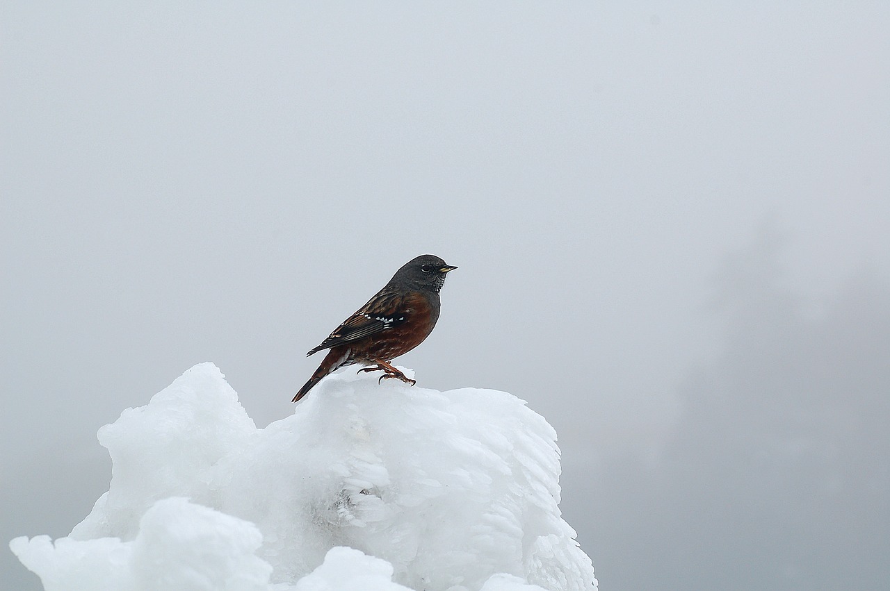 bird snow animal free photo