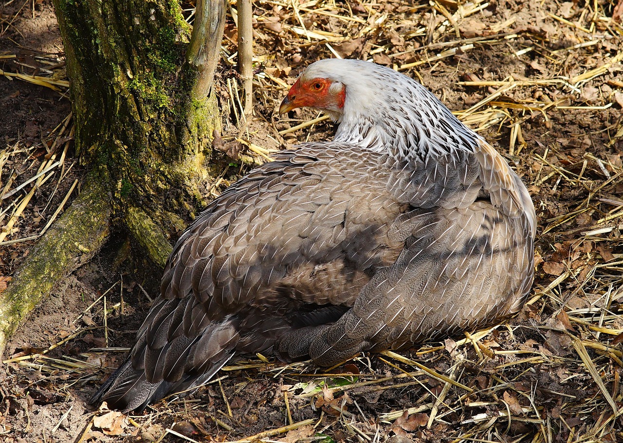 bird hahn poultry free photo