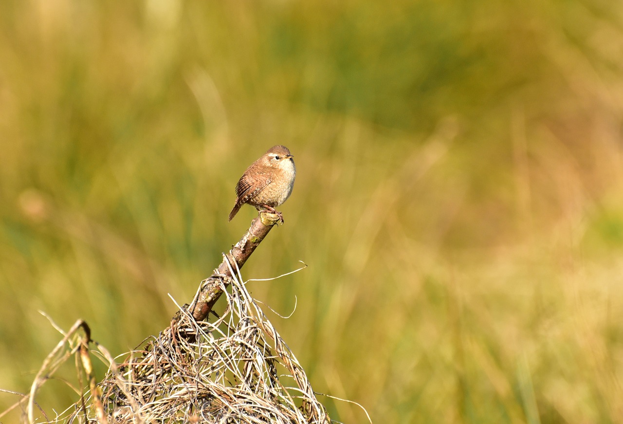 bird small garden free photo