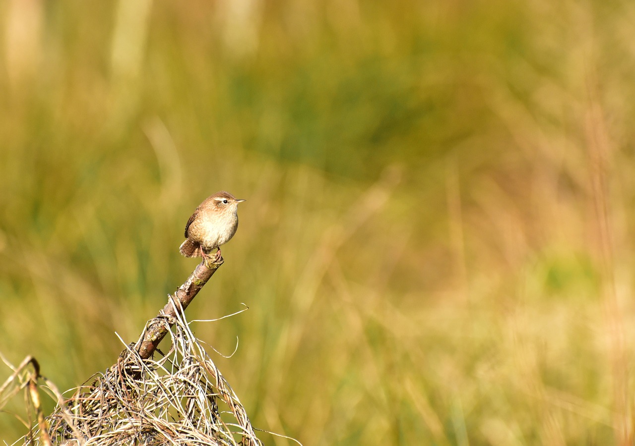 bird small garden free photo