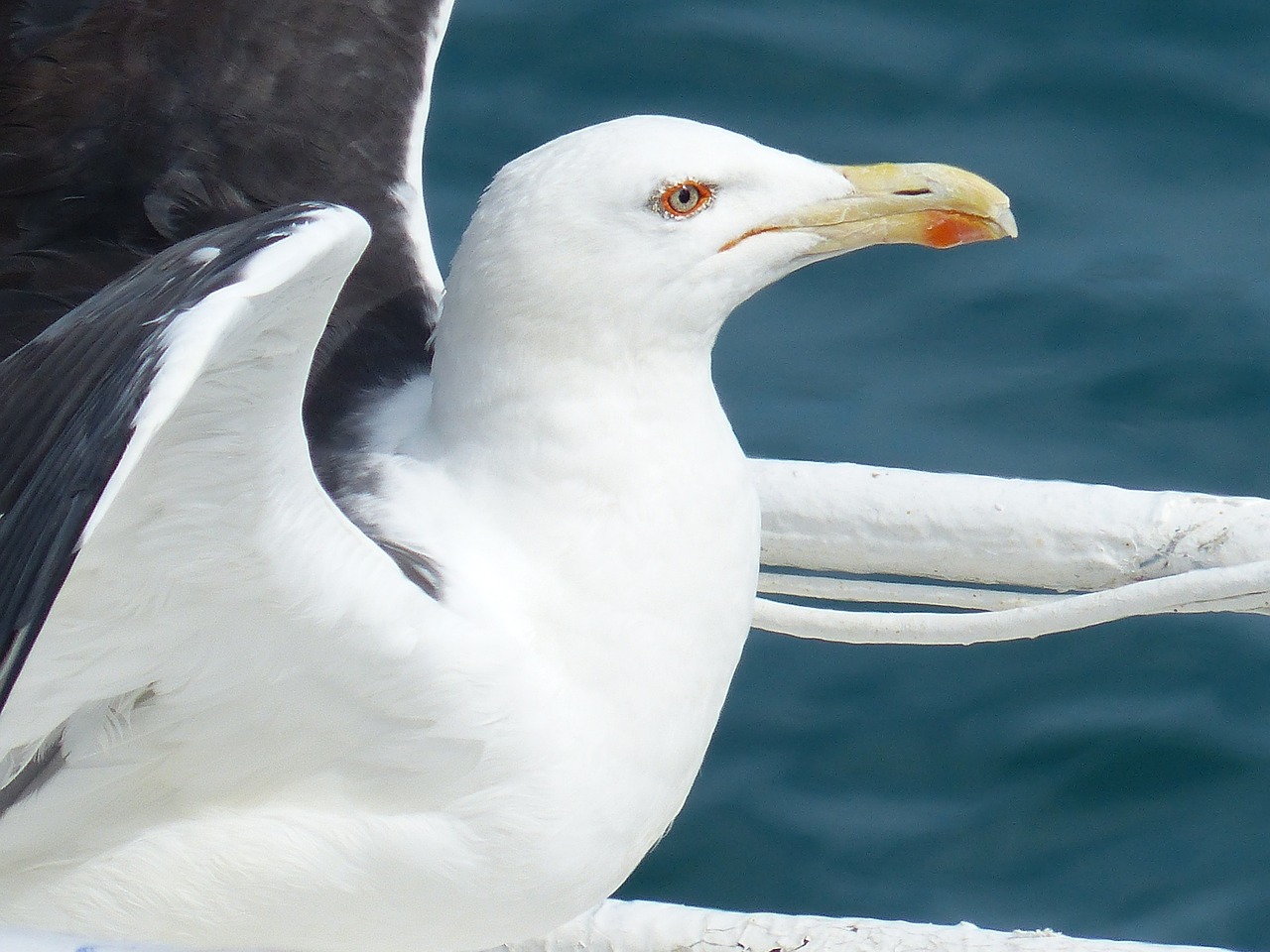 bird gull sea ​​bird free photo