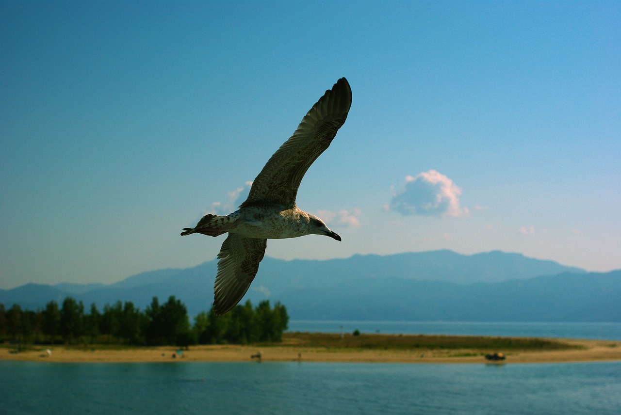 bird greece sea free photo