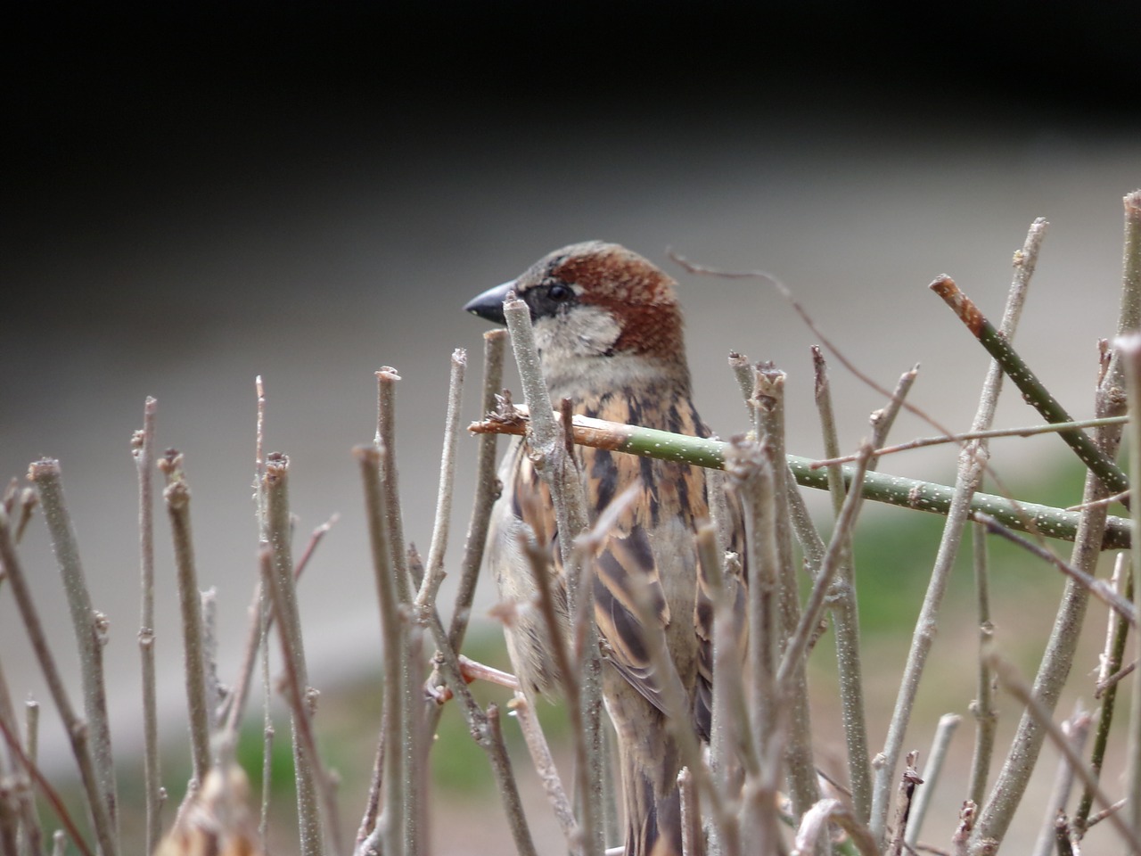 bird small wings free photo