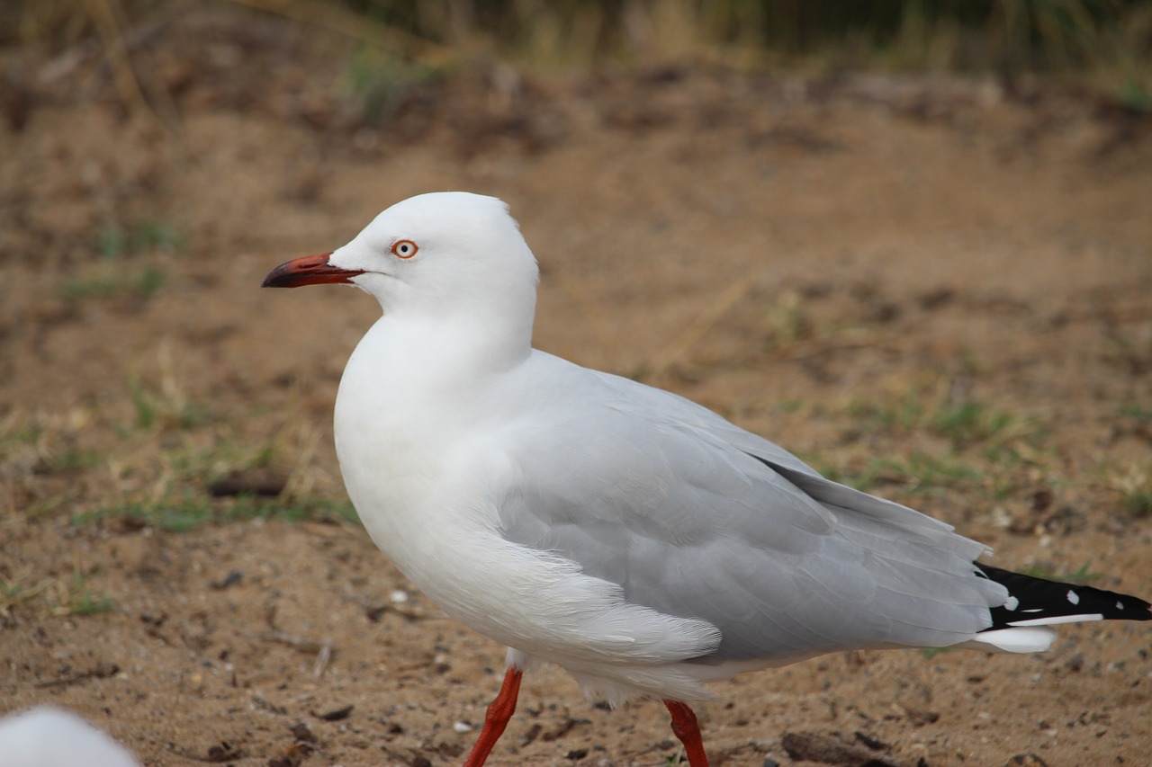 bird seagull feather free photo