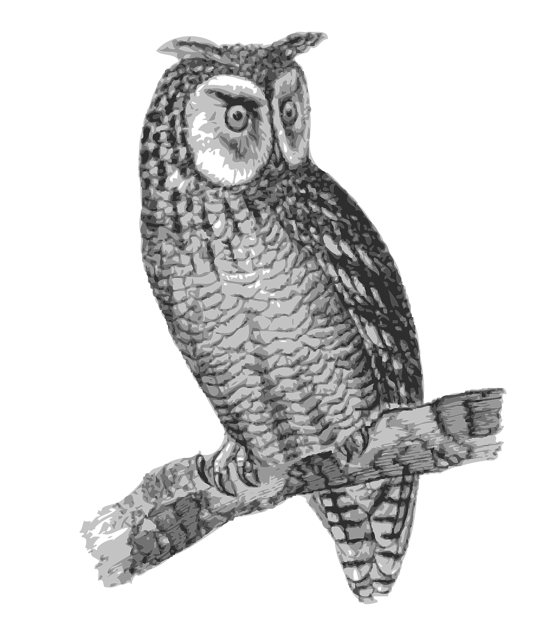bird engraving owl free photo
