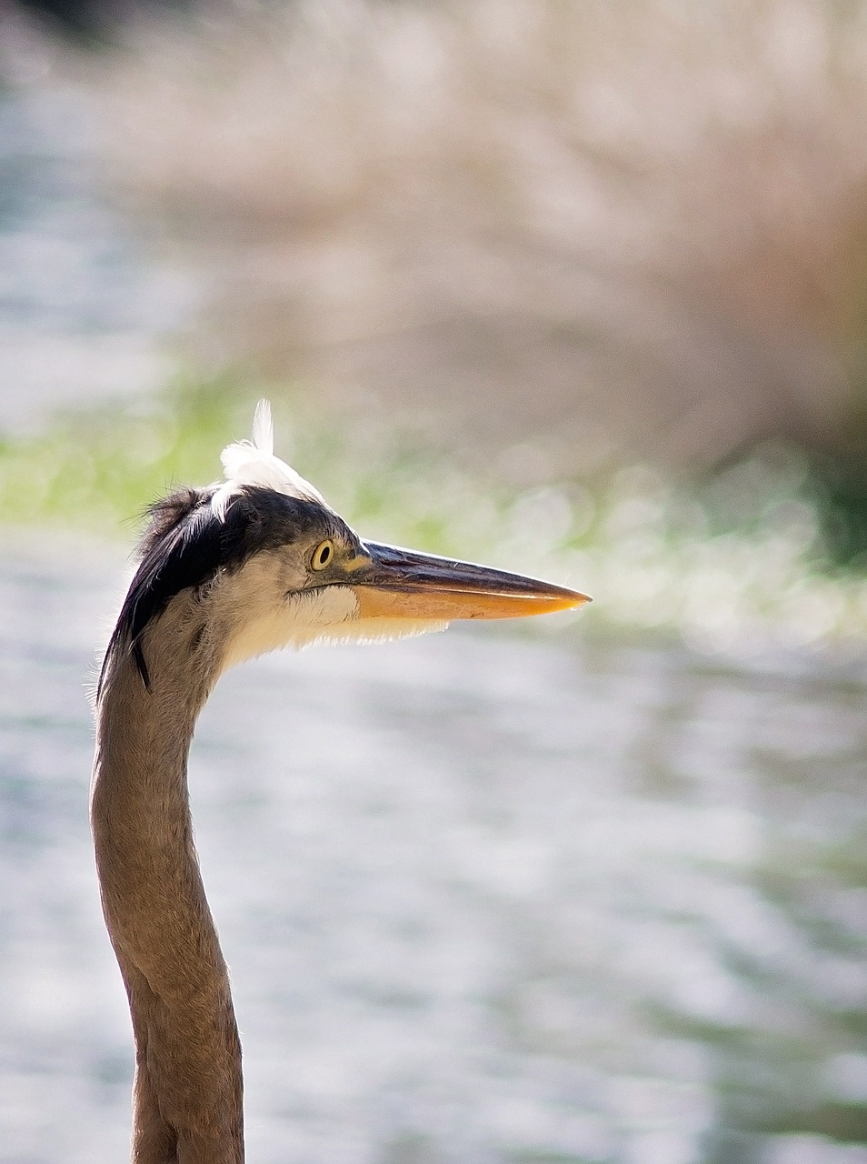 bird water close free photo