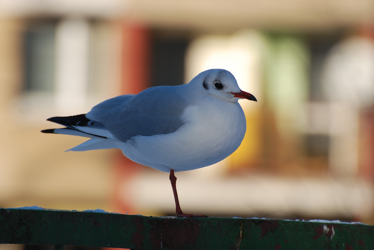 bird seagull nature free photo