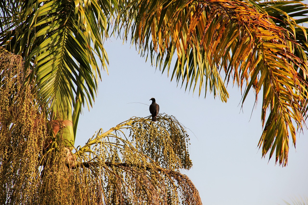 bird palm jamaica free photo