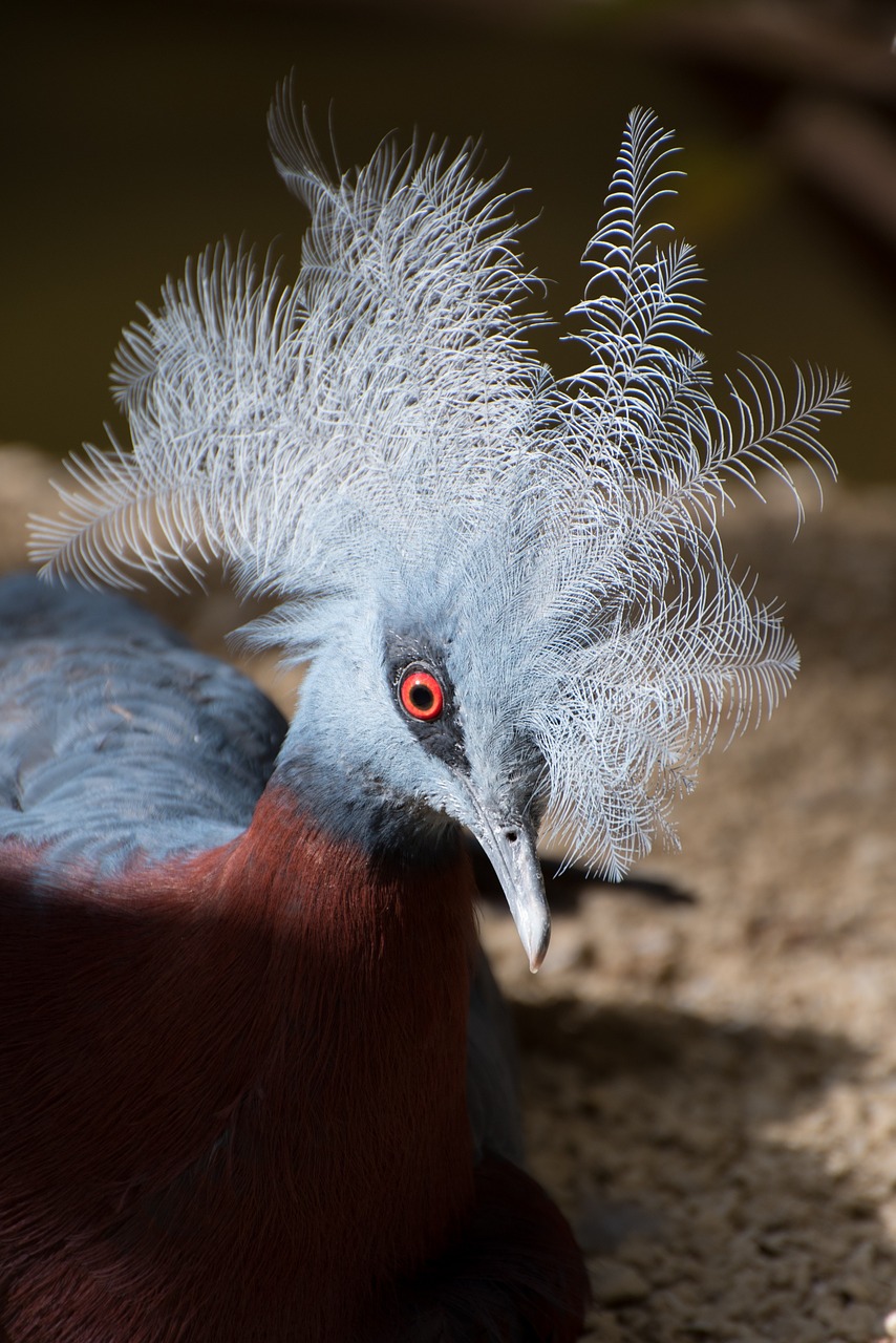 bird cockscomb blue free photo