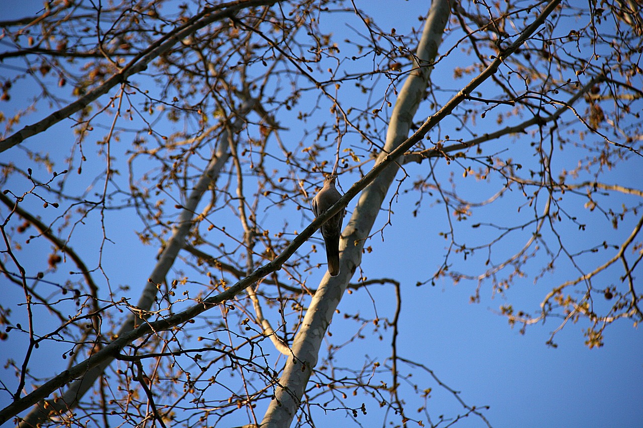 bird spring trees free photo