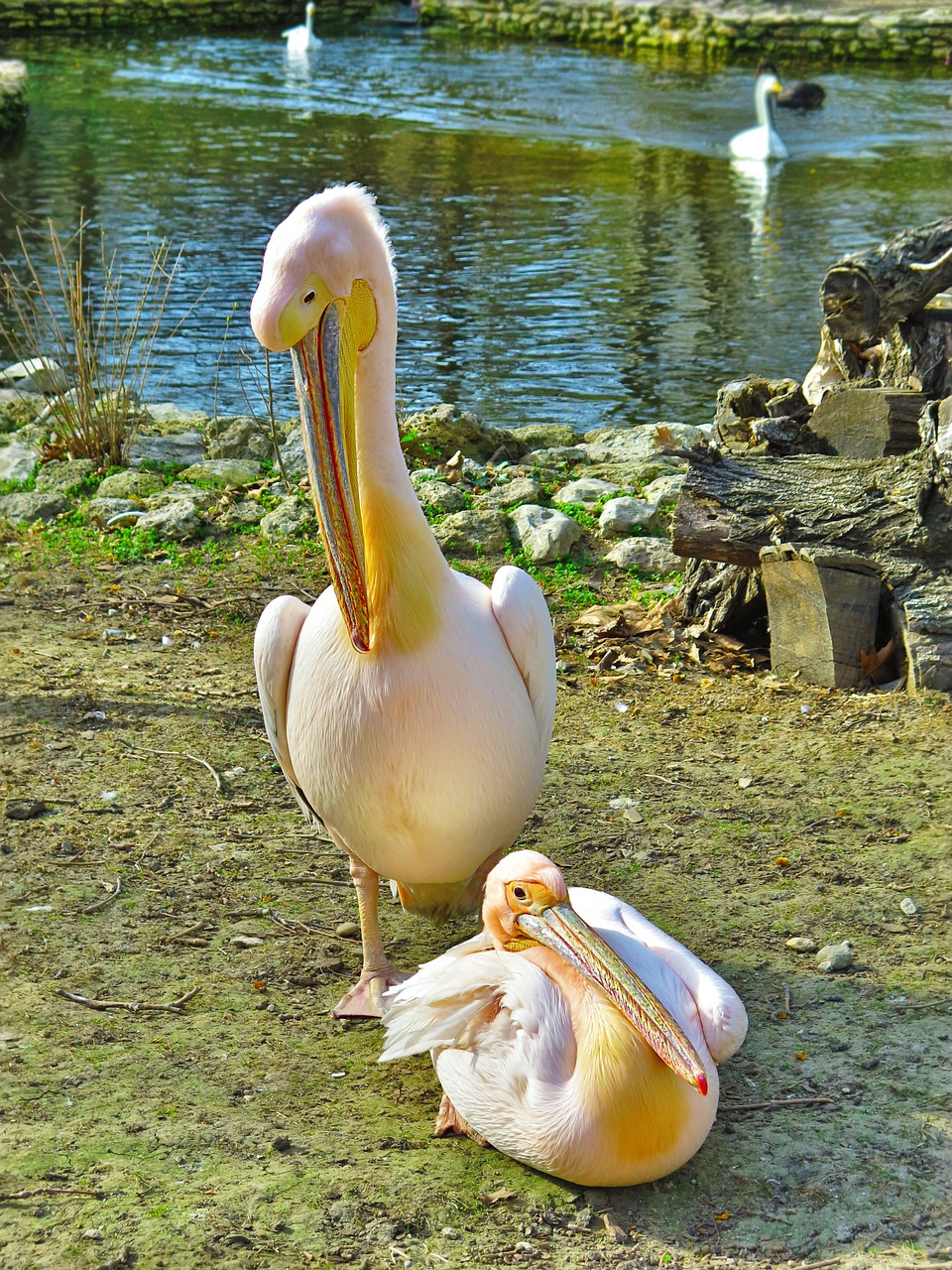 bird wild pelican free photo