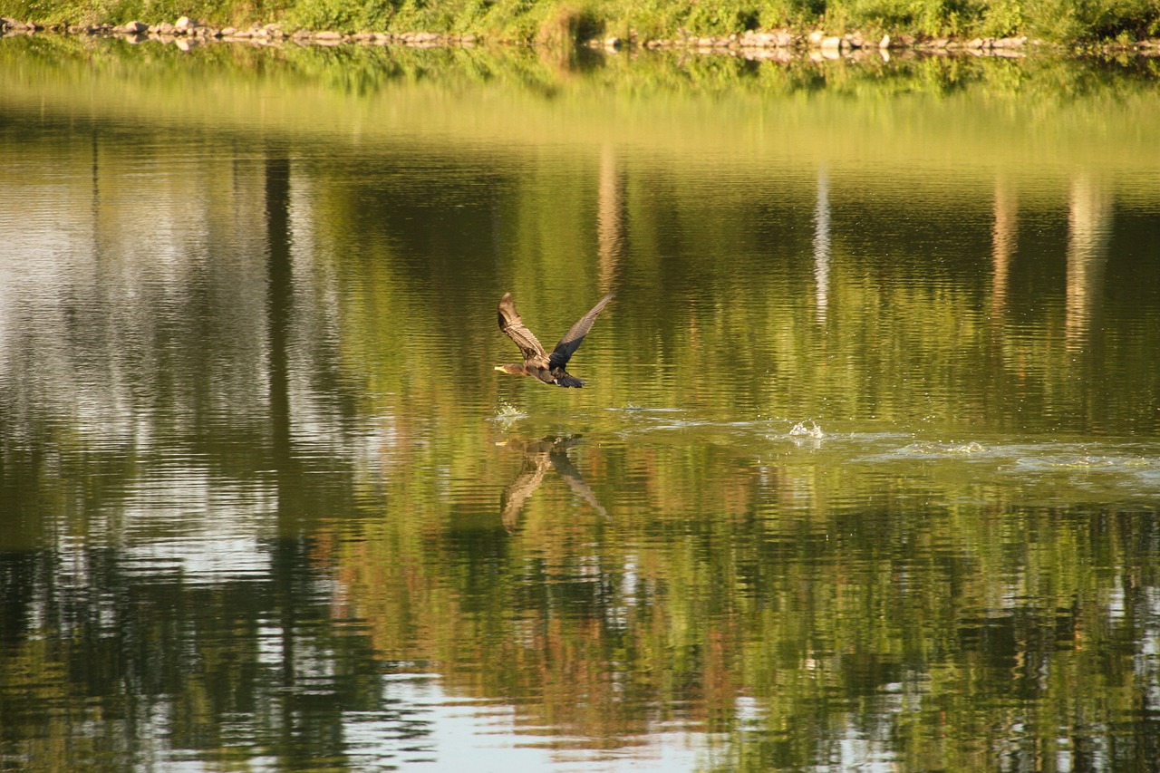 bird flying water free photo