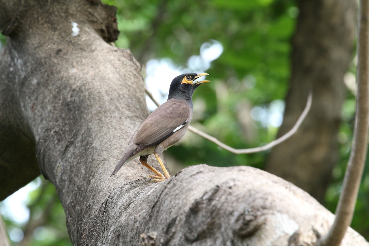 bird tree nature free photo