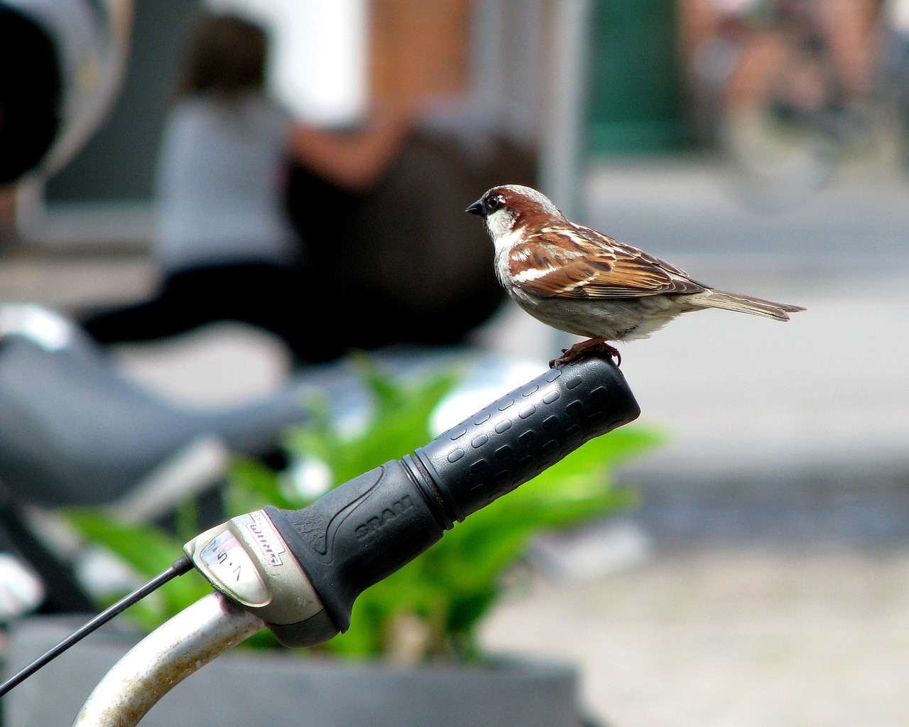 bird the sparrow nature free photo