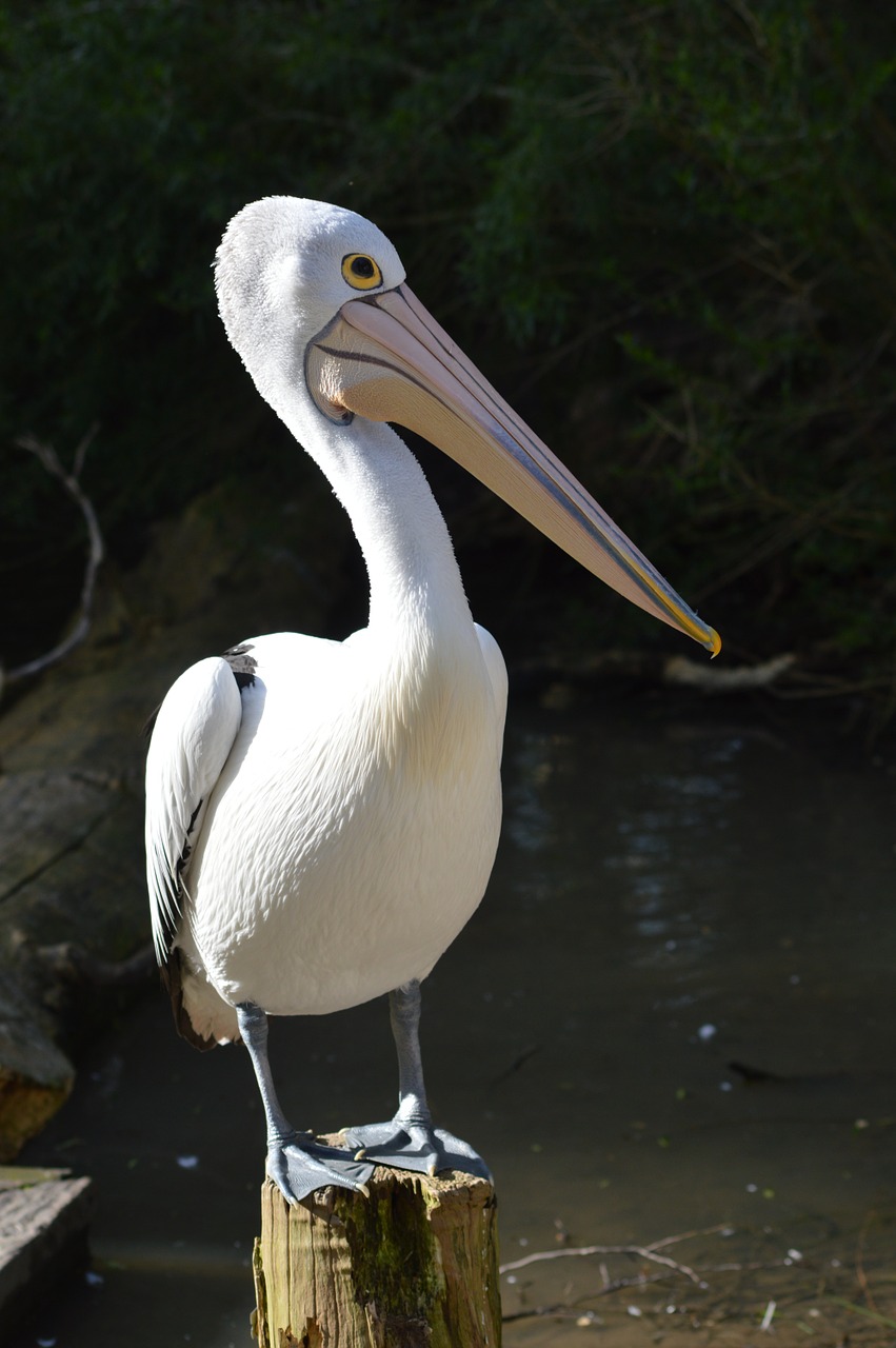 bird nature wild free photo