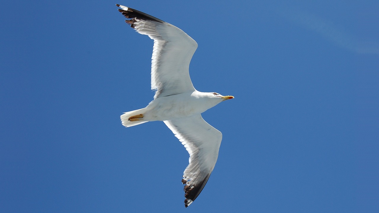 bird seagull fly free photo