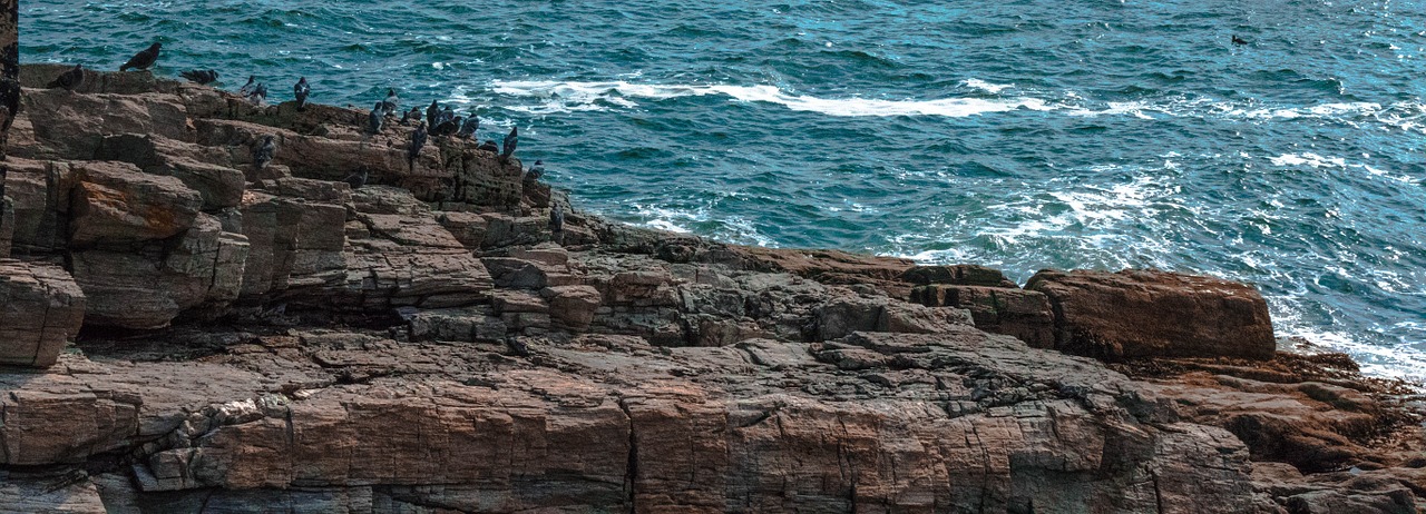 bird sea canada free photo