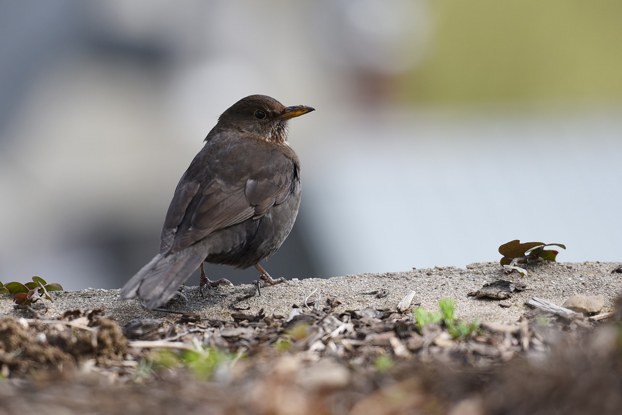 bird birds nature free photo