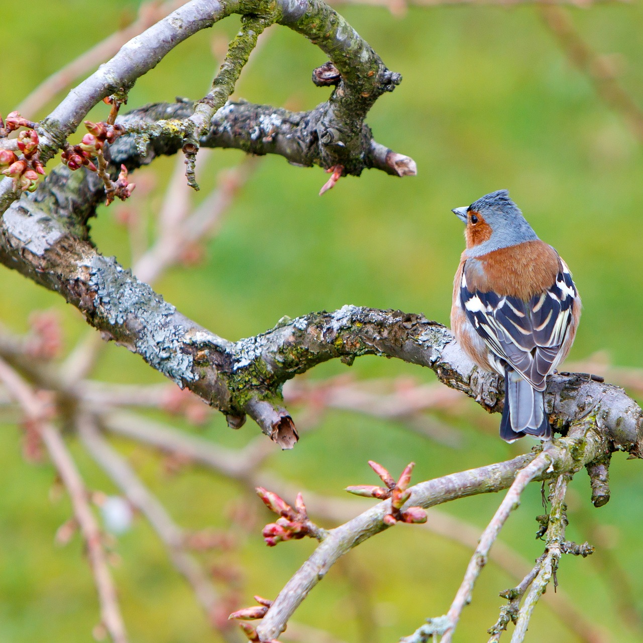 bird chaffinch wildlife free photo