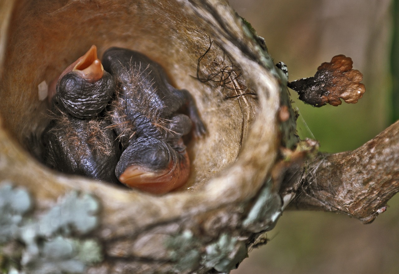 bird nest birds free photo