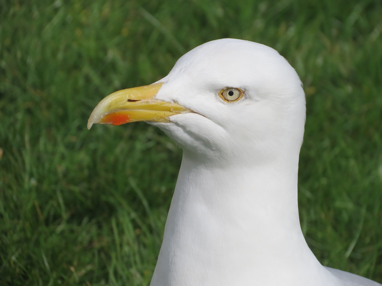 bird gull head free photo