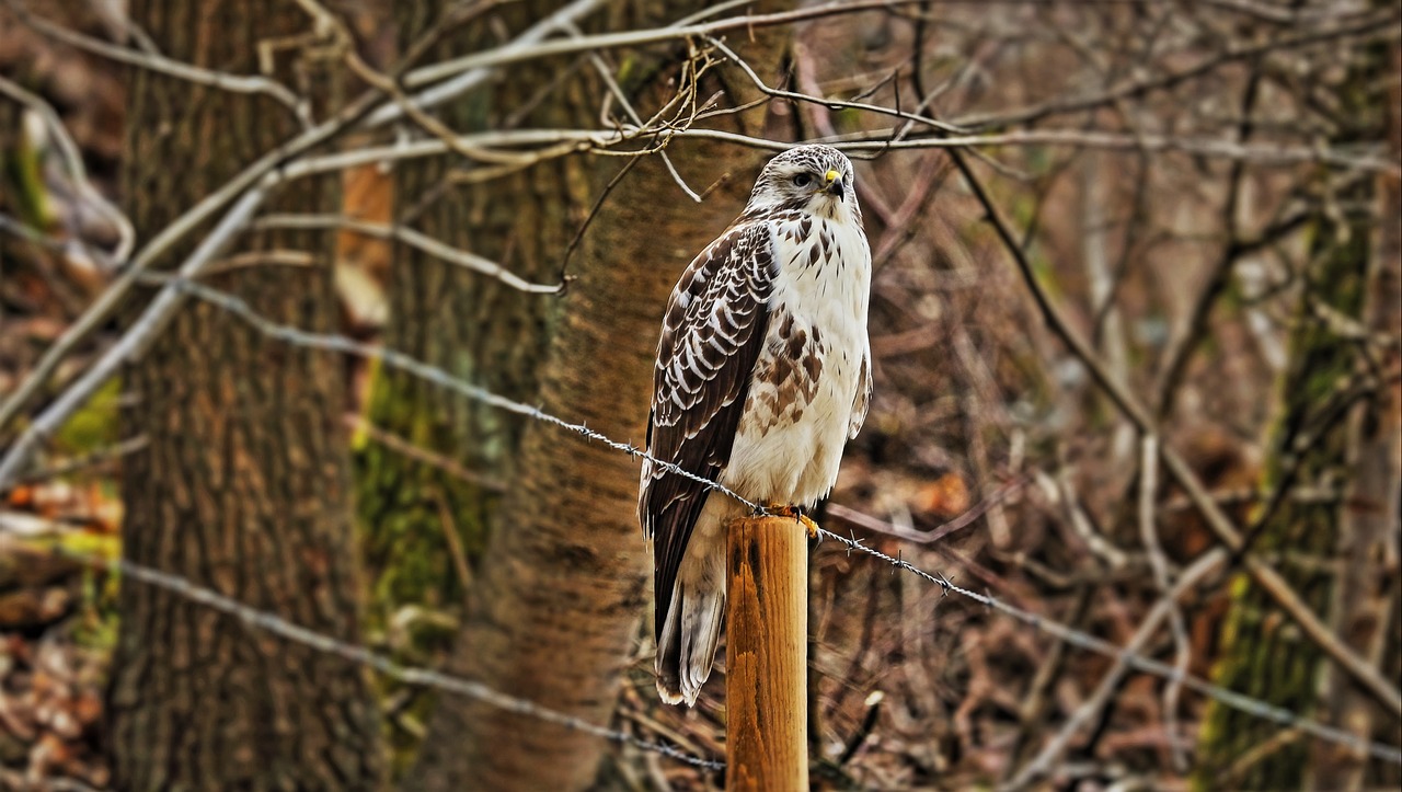 bird animal common buzzard free photo