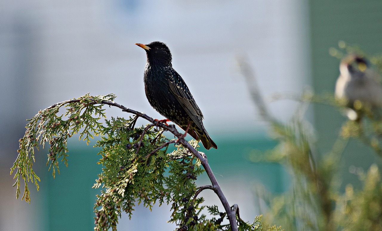 bird nature grass free photo