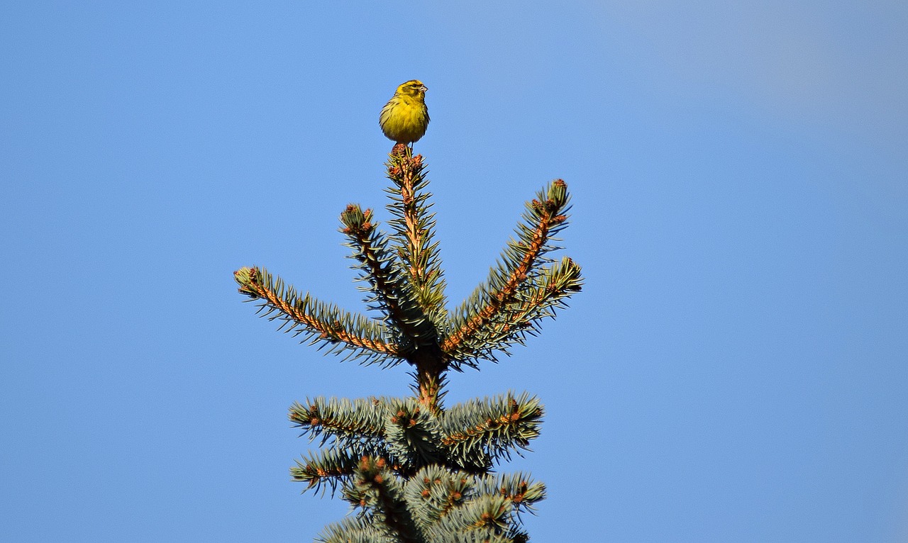 bird nature grass free photo