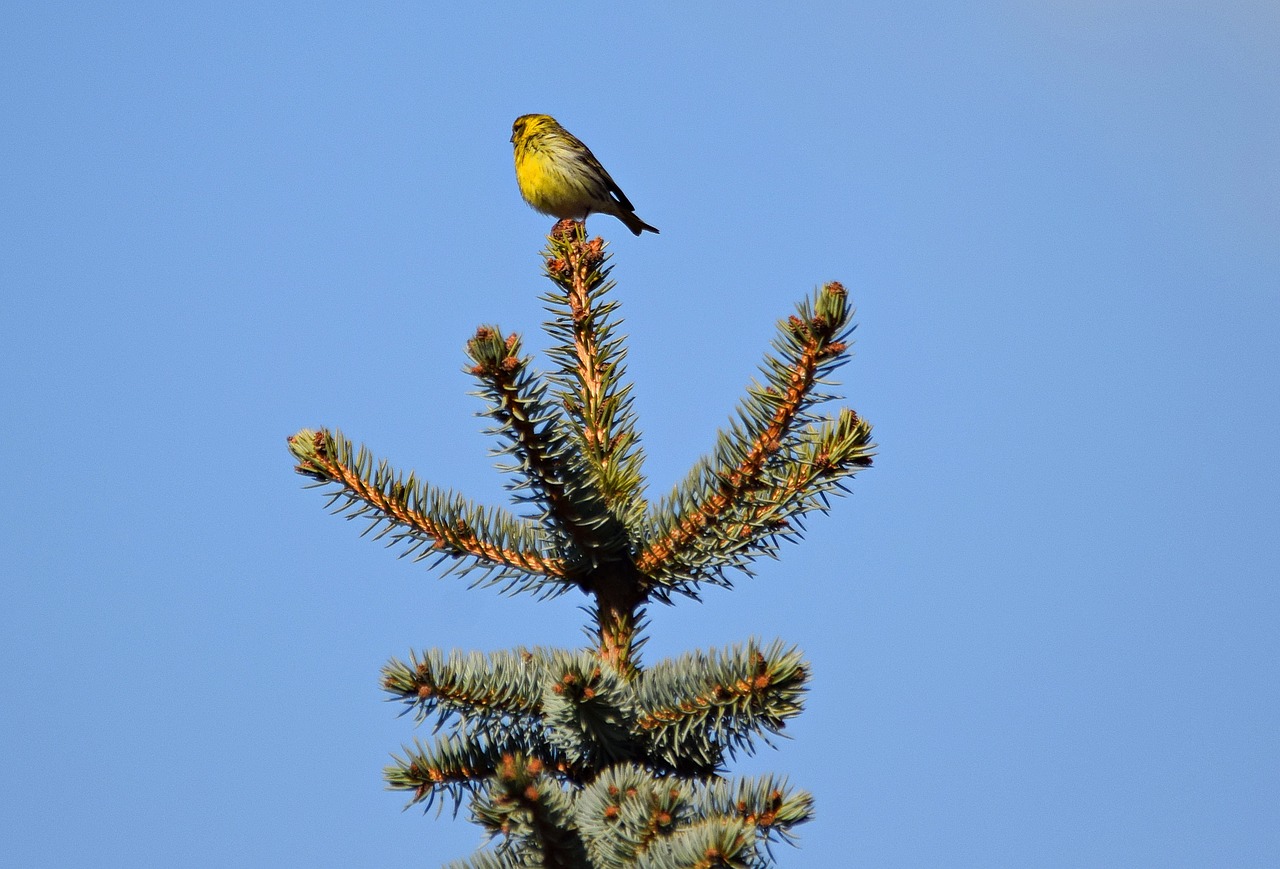 bird nature grass free photo