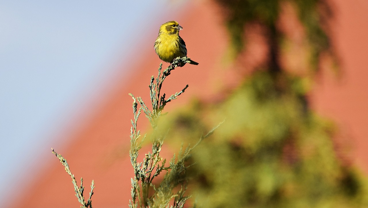 bird nature grass free photo