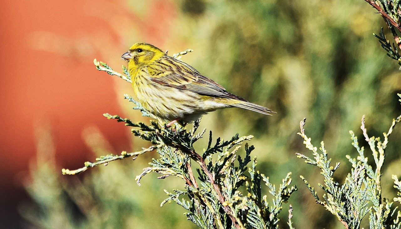 bird nature grass free photo