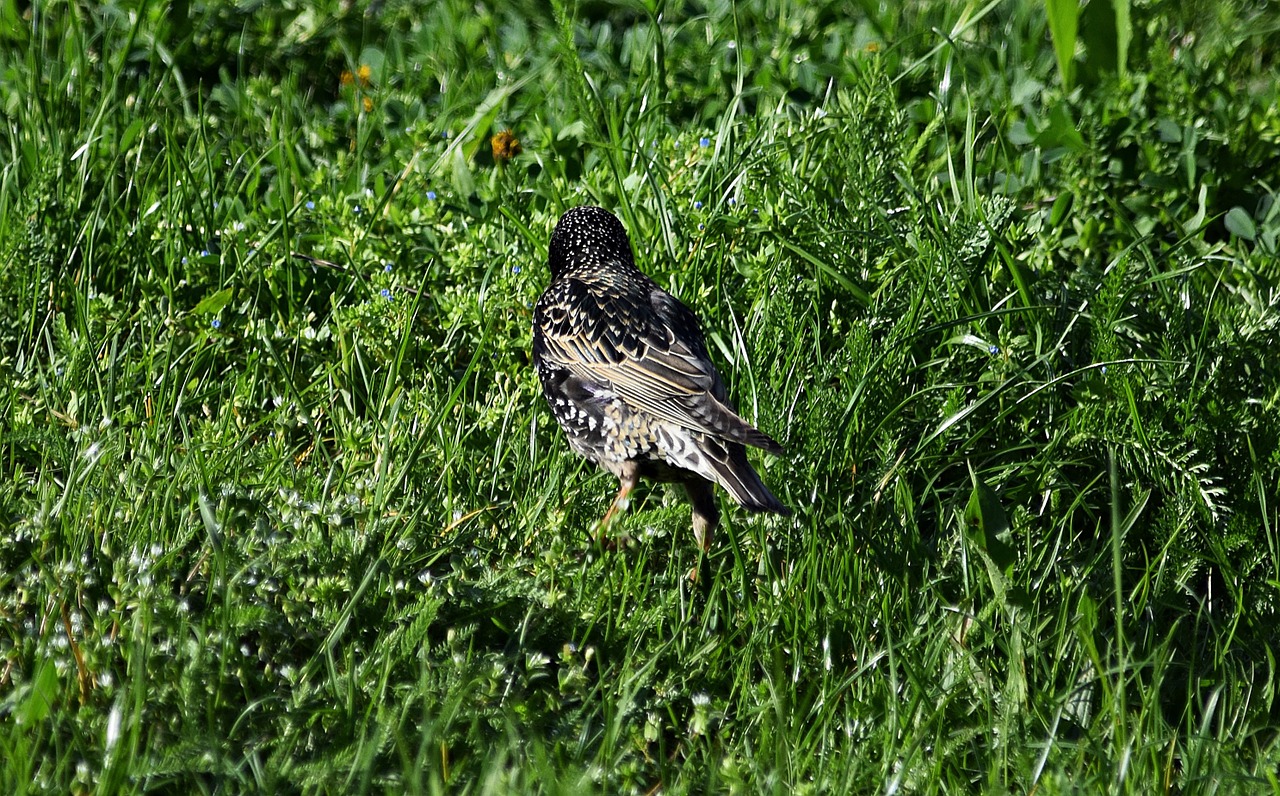 bird nature grass free photo