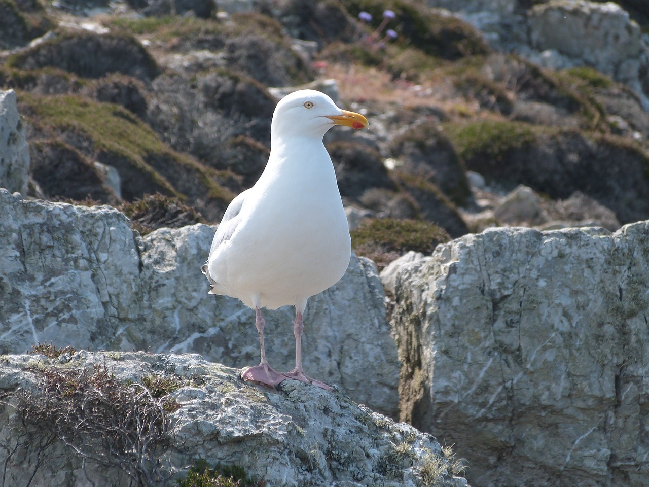 bird close birds free photo