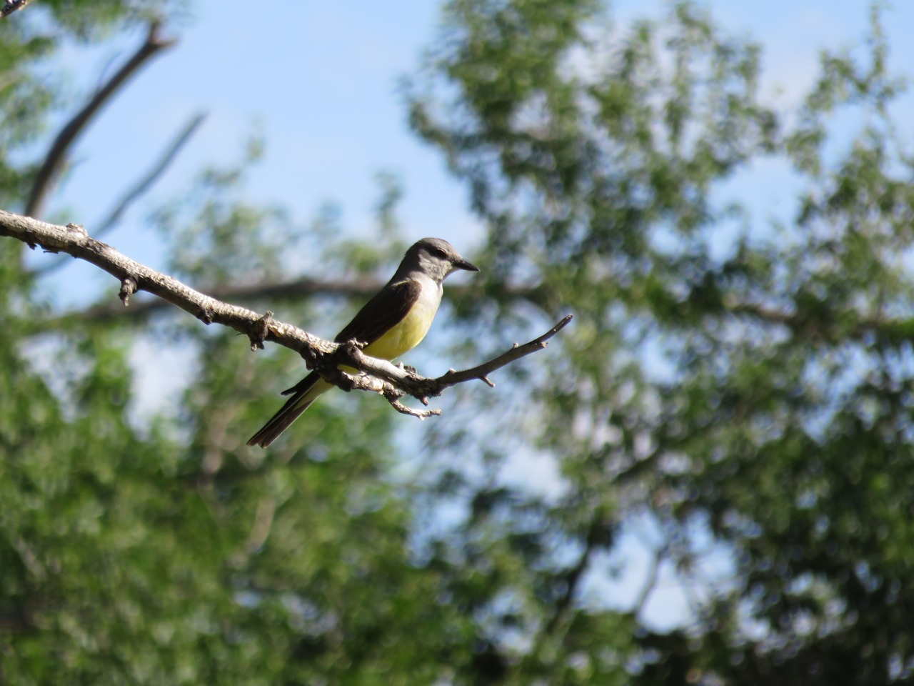 bird nature trees free photo