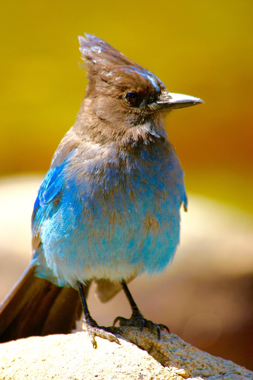 bird blue na free photo