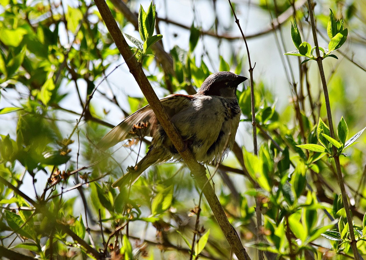 bird the sparrow tree free photo