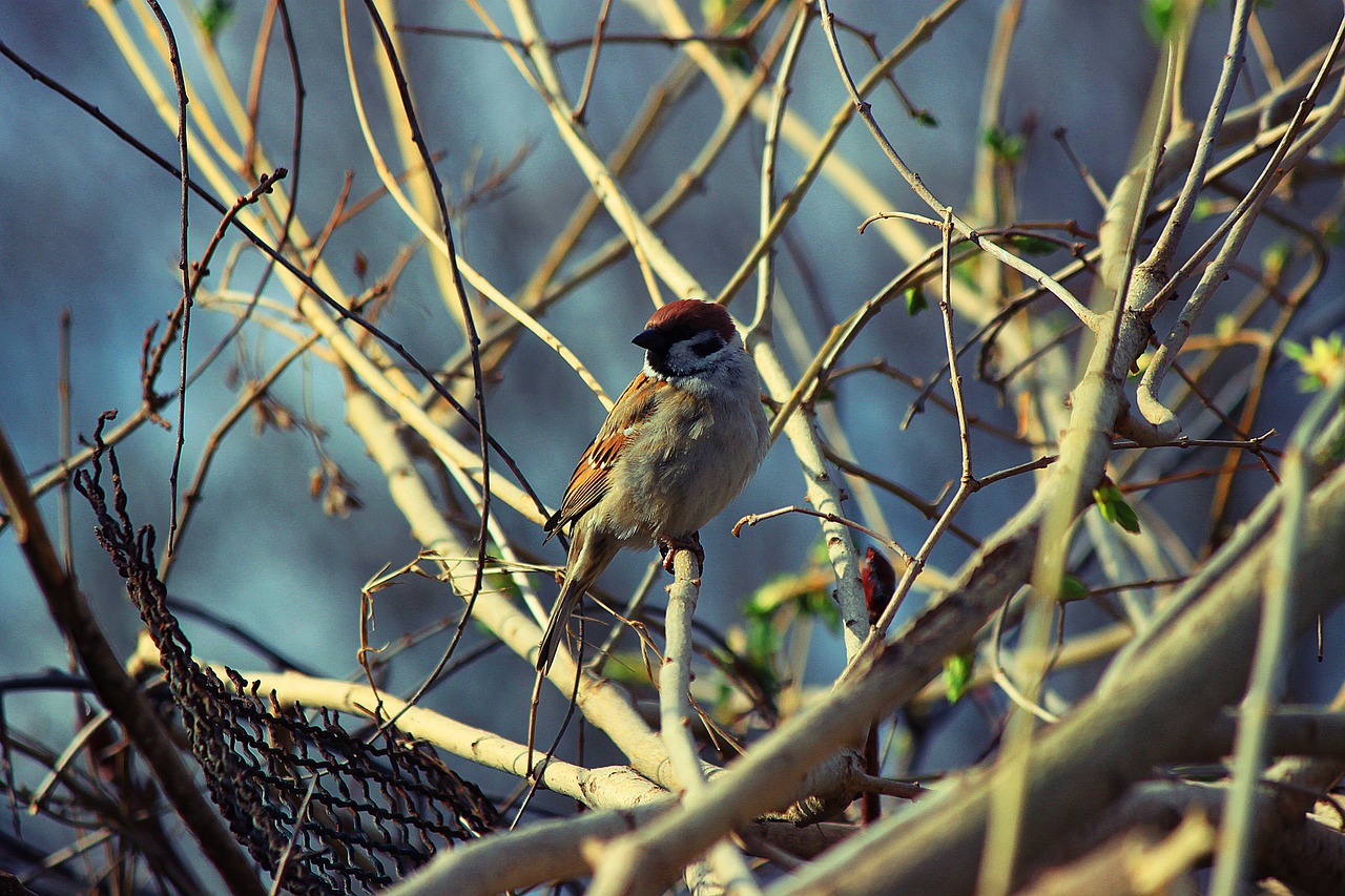 bird the sparrow branches free photo