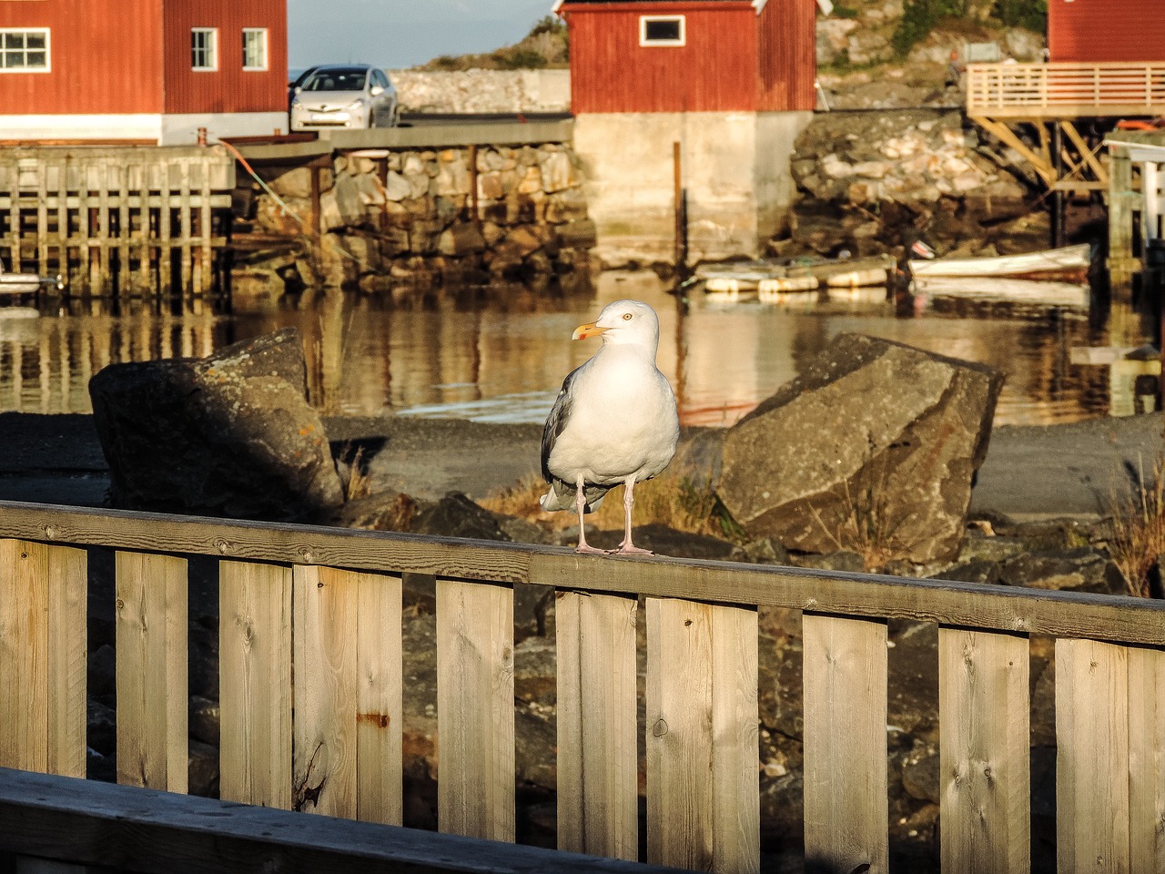 bird sea nature free photo