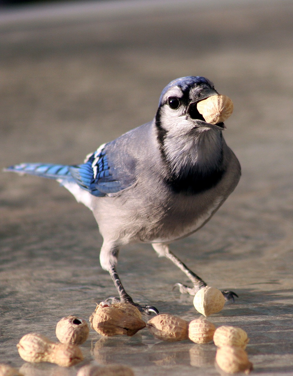 bird bluejay feeding free photo