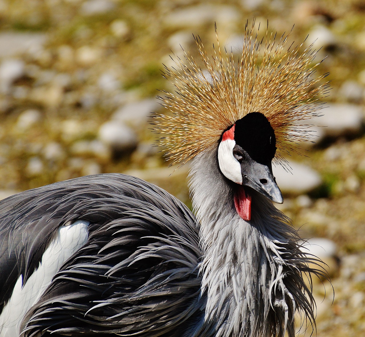 bird feather colorful free photo