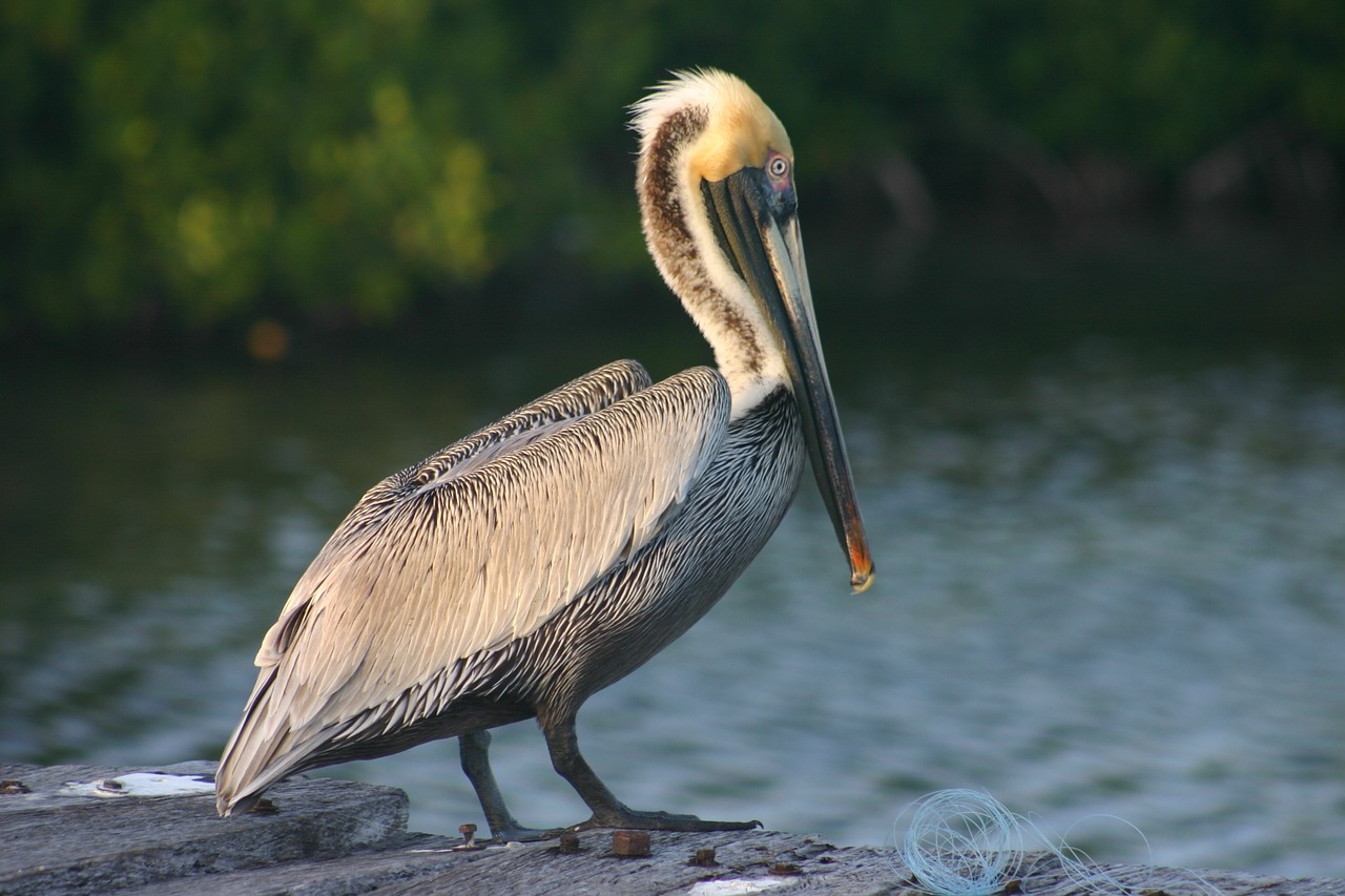 bird ave pelican free photo